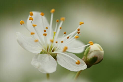 Schlehenblüte

Aufnameort: Odenwald
Kamera: Canon EOS 60D