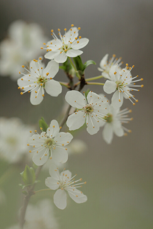 Schwarzdorn, Schlehe, Prunus spinosa


Aufnameort: Odenwald
Kamera: Canon EOS 60D