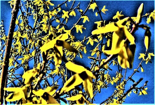 Forsythien sind häufig gepflanzte Ziersträucher. Sie gehören zu den 
Ölbaumgewächsen(Oleaceae).
https://de.wikipedia.org/wiki/Forsythie

Aufnameort: Eiershausen Garten
Kamera: Medion Camcorder