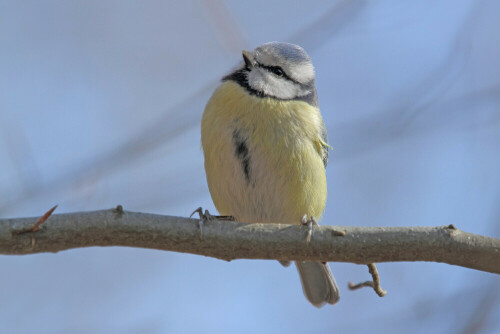 Blaumeise, Cyanistes caeruleus


Aufnameort: Odenwald
Kamera: Canon EOS 7D