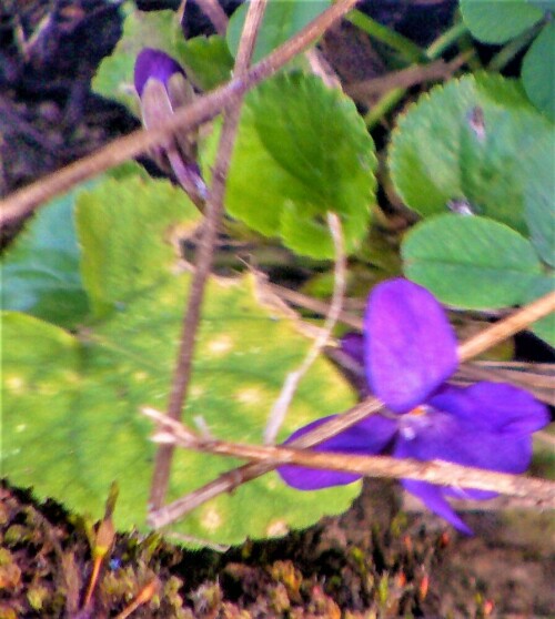 duftveilchen-viola-odorata-l-24297.jpeg