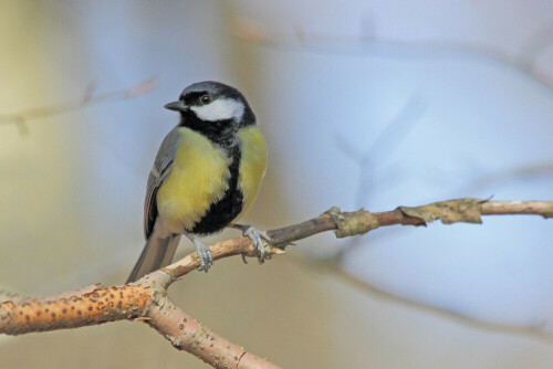 Kohlmeise, Parus major


Aufnameort: Odenwald
Kamera: Canon EOS 7D