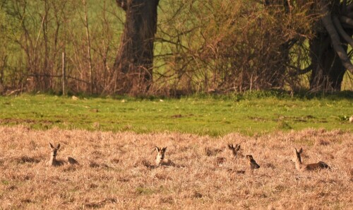 Rehe und Böcke im "Weidig"

Aufnameort: Wetterau - Stammheim
Kamera: Nikon D 300