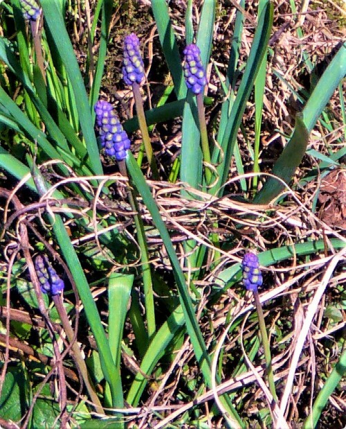 Ihre in Trauben stehenden Blütenknospen haben sich noch nicht geöffnet.
https://de.wikipedia.org/wiki/Weinbergs-Traubenhyazinthe


Aufnameort: Eierhausen Garten
Kamera: Medion Camcorder