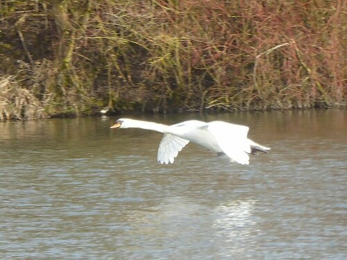 Höckerschwan im Flug!

Aufnameort: Lichternsee - Ulm/Donautal
Kamera: Panasonic Lumix TZ 71