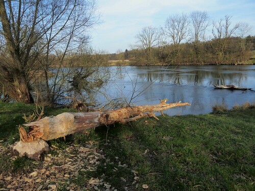 Da hat der Biber ganze Arbeit geleistet!

Aufnameort: Am Lichternsee Ulm/Donautal
Kamera: Panasonic Lumix TZ 71