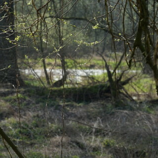 bruchlandschaft-24382