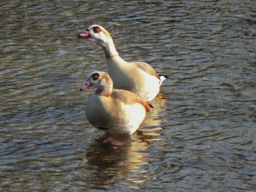 Immer mal wieder sieht man die Nilgänse bei uns - und sind immer wieder weg.



Aufnameort: Donau bei der Erbacher Seen
Kamera: Panasonic Lumix TZ 71