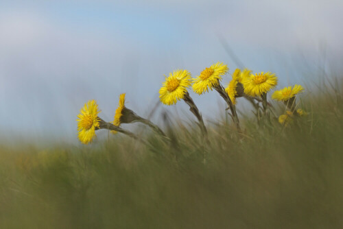 Huflattich, Tussilago farfara, Blüten


Aufnameort: Hessisches Ried
Kamera: Canon EOS 60D