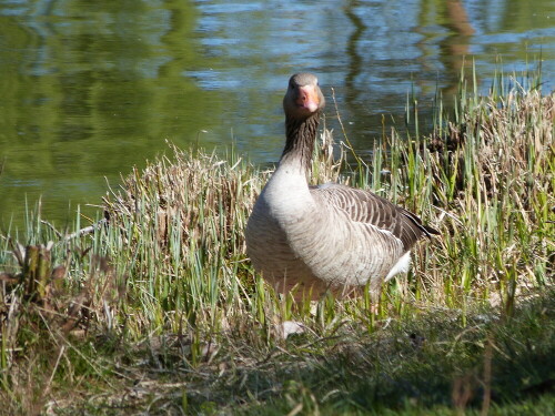 Graugans am Bruchsee/Egelsbach, die mich sehr vertraut herankommen ließ. Irgendwo im Schilf brütet das Weibchen.

Aufnameort: Bruchsee/Egelsbach
Kamera: Lumix fz 48