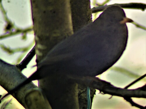 weibliche-amsel-turdus-merula--24349.jpeg