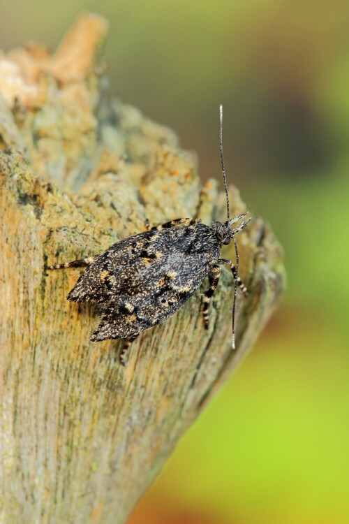 Weibliche Buchenmotte, Diurnea fagella, flugunfähig



Aufnameort: Odenwald
Kamera: Canon EOS 60D