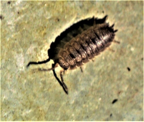 junge-kellerassel-porcellio-scaber-latreille-1804-24364.jpeg