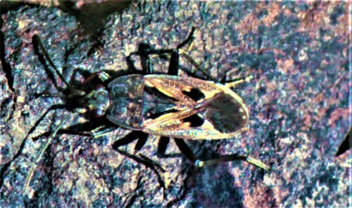 langwanze-rhyparochromus-vulgaris-schilling-1829-24367.jpeg