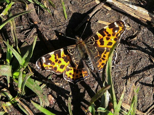 Sie fliegen wieder. Hier das Landkärtchen in Frühlingsform.

Aufnameort: Griesingen
Kamera: Panasonic Lumix TZ 71