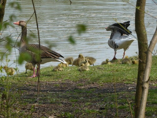 Und schon ist der Nachwuchs da!

Aufnameort: Höllsee bei Biberach
Kamera: Panasonic Lumix TZ 71