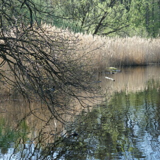schilfgurtel-24421