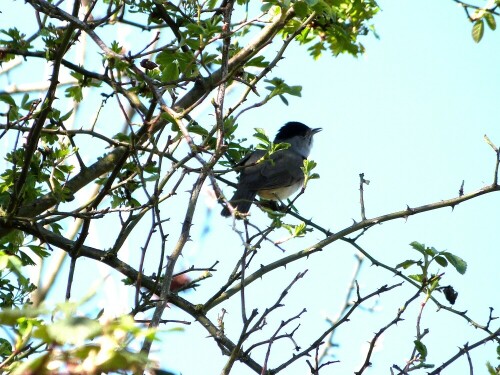 Der Frühling ist da und die Mönchsgrasmücke singt in allen Hecken und Bäumen. Es ist einer unserer häufigsten Sommervögel. Dies Bild entstand im Naturschutzgebiet Reinheimer Teich/Odenwald.

Aufnameort: Reinheimer Teich/Odenwald
Kamera: Lumix fz 48