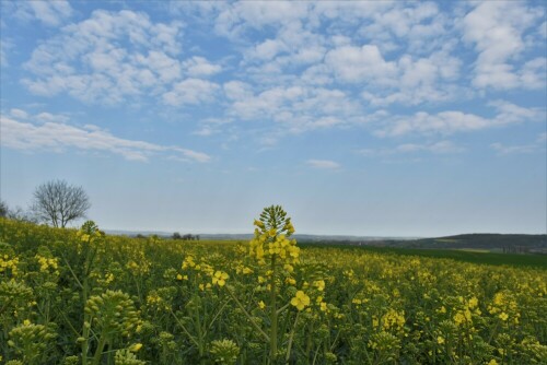 so langsam wird es gelb in der "Goldenen Wetterau"

Aufnameort: Wetterau - Stammheim
Kamera: Nikon D7200