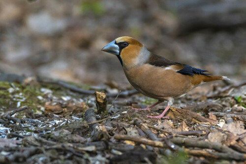 

Aufnameort: Kerpener Bruch
Kamera: Nikon D500