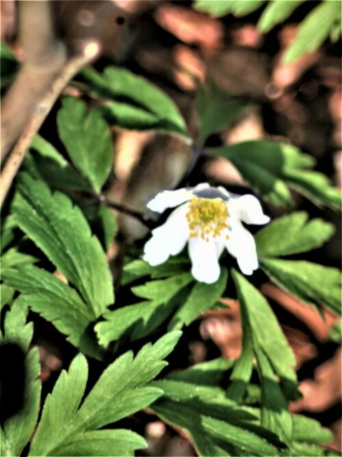 Das Buschwindröschen gehört zu den Hahnenfußgewächsen(Ranunculaceae).
https://de.wikipedia.org/wiki/Buschwindröschen

Aufnameort: Eiershausen Hirschberg-Schwarzbachtal
Kamera: Canon EOS 1300D