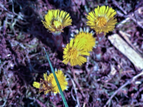 Der Huflattich gehört zu den Korbblütlern(Asteraceae).
https://de.wikipedia.org/wiki/Huflattich

Aufnameort: Eiershausen Wacholderheide
Kamera: Canon EOS 1300D