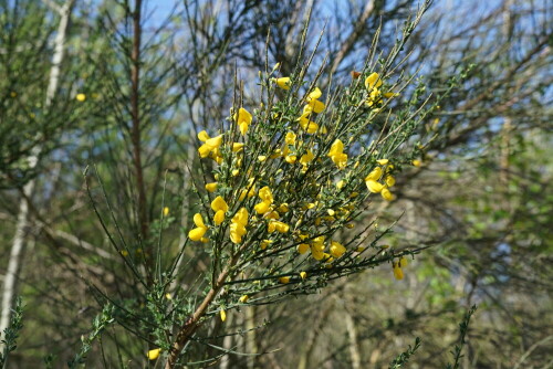 

Aufnameort: Dellbrücker Heide
Kamera: Sony Alpha 7/II