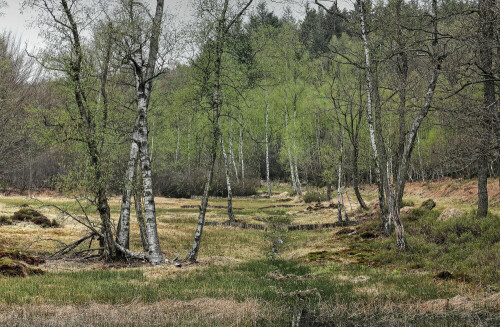 NSG, Odenwald

Aufnameort: Odenwald
Kamera: Canon EOS 60D