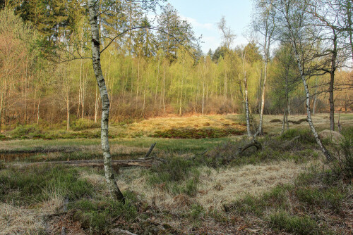 NSG, Odenwald

Aufnameort: Odenwald
Kamera: Canon EOS 60D