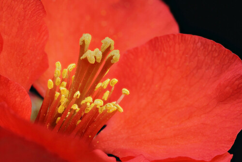 Blüte der Japanischen Zierquitte


Aufnameort: Odenwald
Kamera: Canon EOS 7D