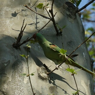 alexanderpapagei-24478