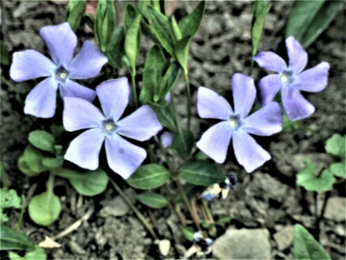 bluten-des-kleinen-immergruns-vinca-minor-l-24472.jpeg