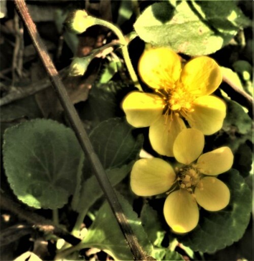 Das Gold-Fingerkraut gehört zu den Rosengewächsen(Rosaceae).
https://de.wikipedia.org/wiki/Gold-Fingerkraut


Aufnameort: Eiershausen Garten
Kamera: Canon EOS 1300D