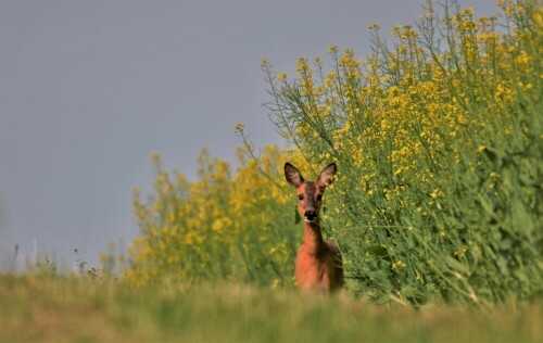 am Rande eines Rapsfeldes

Aufnameort: Wetterau
Kamera: Nikon D 300