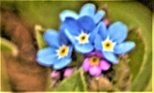 buntes-vergissmeinnicht-myosotis-discolor-pers-24487.jpeg