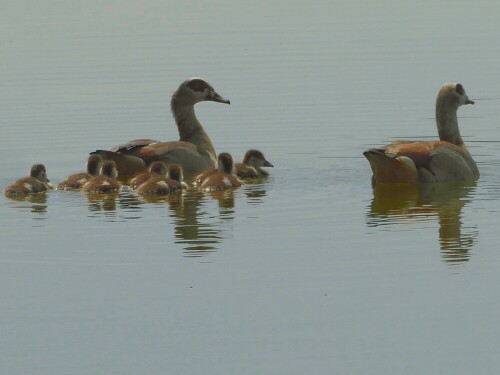 Acht mal Nachwuchs bei den Nilgänsen

Aufnameort: Donaurieder See
Kamera: Panasonic Lumix TZ 71