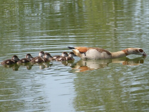 Und alle acht schwimmen "vermutlich" der Mutter nach!

Aufnameort: Donaurieder See
Kamera: Panasonic Lumix TZ 71