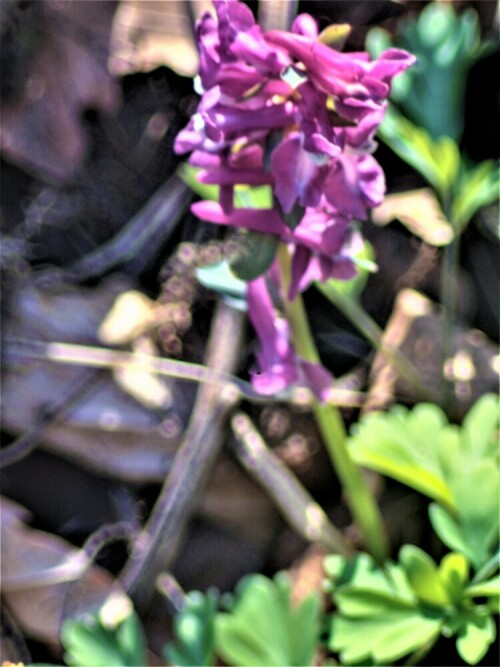 Der Hohle Lerchensporn gehört zu den Mohngewächsen(Papaveraceae).
https://de.wikipedia.org/wiki/Hohler_Lerchensporn

Aufnameort: Eiershausen Schwarzbachtal
Kamera: Canon EOS 1300D