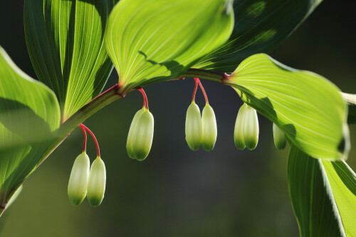 Salomonsiegel, Polygonatum odoratum


Aufnameort: Odenwald
Kamera: Canon EOS 60D