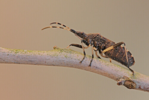 WolfsmilchwanzeDicranocephalus agilis


Aufnameort: Odenwald
Kamera: Canon EOS 60D