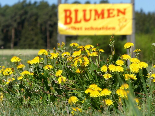 blumen-selber-schneiden-24573.jpeg