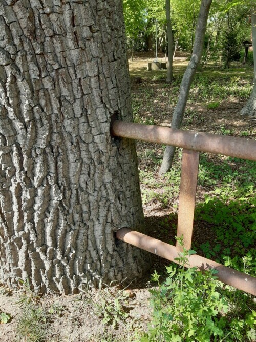 Wie kann man nur so etwas machen.
Gott sei dank, dass der Baum stärker ist.

Aufnameort: Borken
Kamera: Eos 700