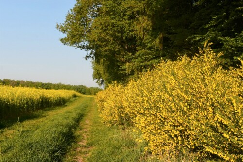 gelbe Tupfer in der Wetterau

Aufnameort: Wetterau
Kamera: Nikon D7200