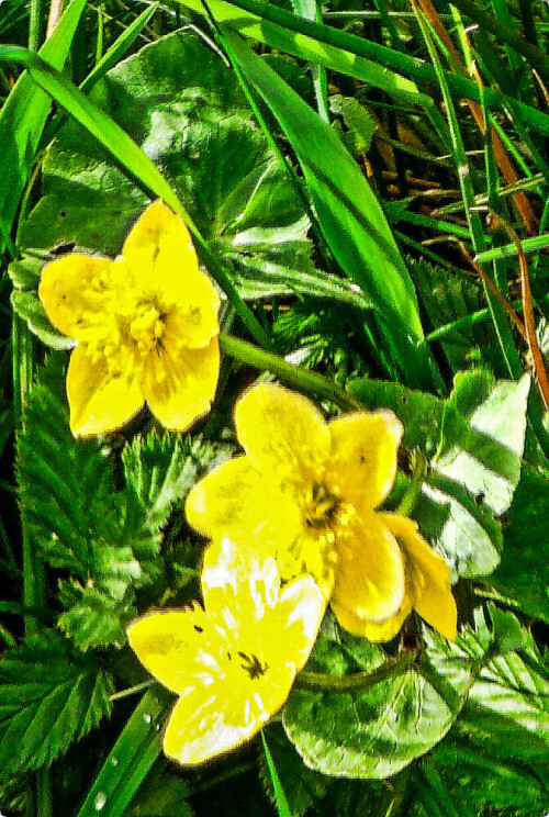 sumpfdotterblume-caltha-palustris-l-24543.jpeg