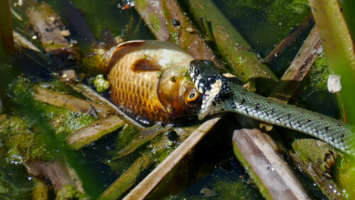 Ringelnatter zieht Karausche ans Ufer

Aufnameort: Bad Kissingen
Kamera: Panasonic FZ1000