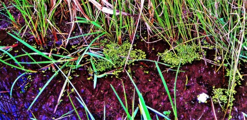 Die Kleine Wasserlinse gehört zu den Aronstabgewächsen(Araceae).
https://de.wikipedia.org/wiki/Kleine_Wasserlinse

Aufnameort: Kläranlage Eibelshausen
Kamera: Medion Camcorder