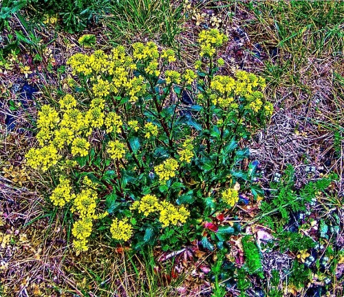 Der Wilde Senf gehört zur Familie der Kreuzblütler(Brassicaceae).
https://de.wikipedia.org/wiki/Acker-Senf

Aufnameort: Kläranlage Eibleshausen Abhang
Kamera: Medion Camcorder