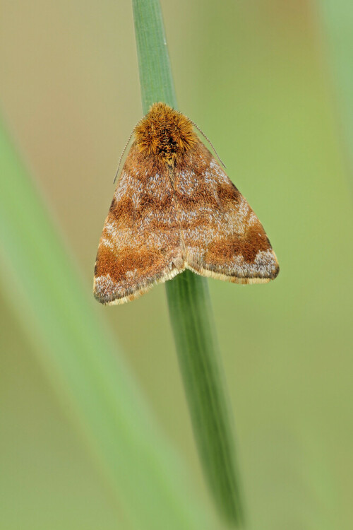 Hornkraut-Tageulchen
Panemeria tenebrata


Aufnameort: Odenwald
Kamera: Canon EOS 60D