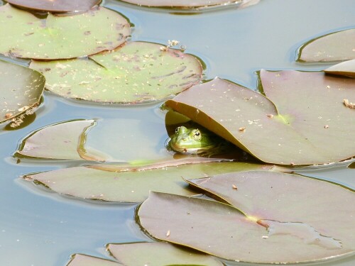 Wasser- oder Teichfrosch, der sehr lustig ungter dem großen Seerosenblatt hervorschaute. Von oben unsichtbar.

Aufnameort: Krötsee/Langen
Kamera: Lumix fz 48