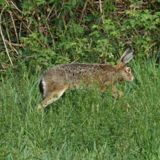 hase-im-sprung-24560